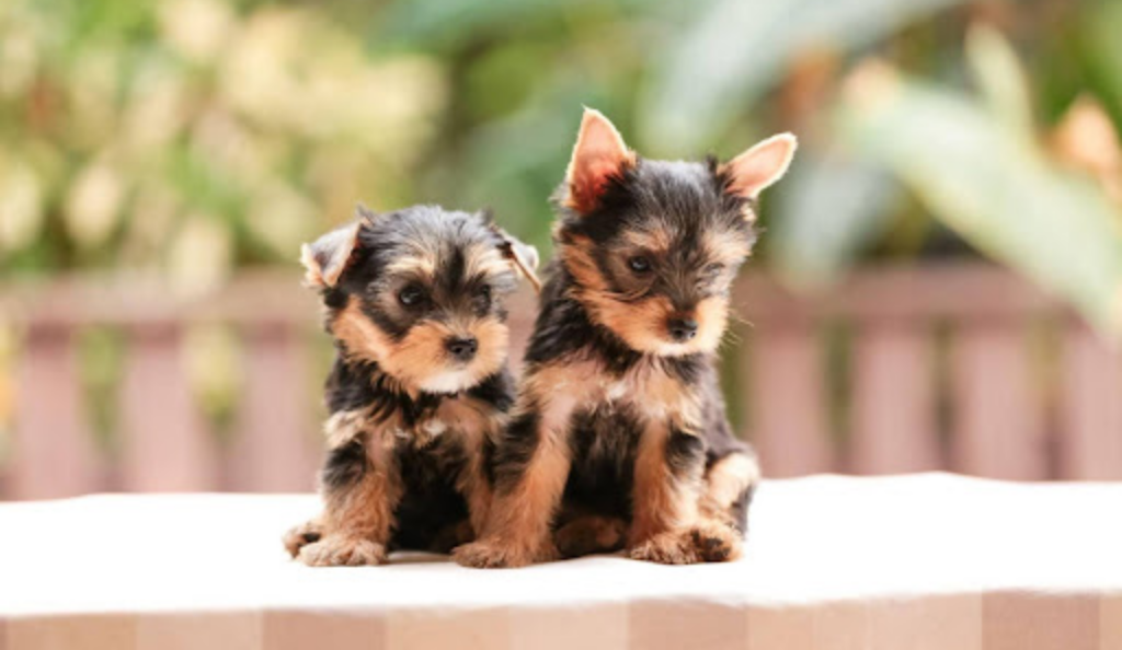 small teacup Yorkie puppies sitting together